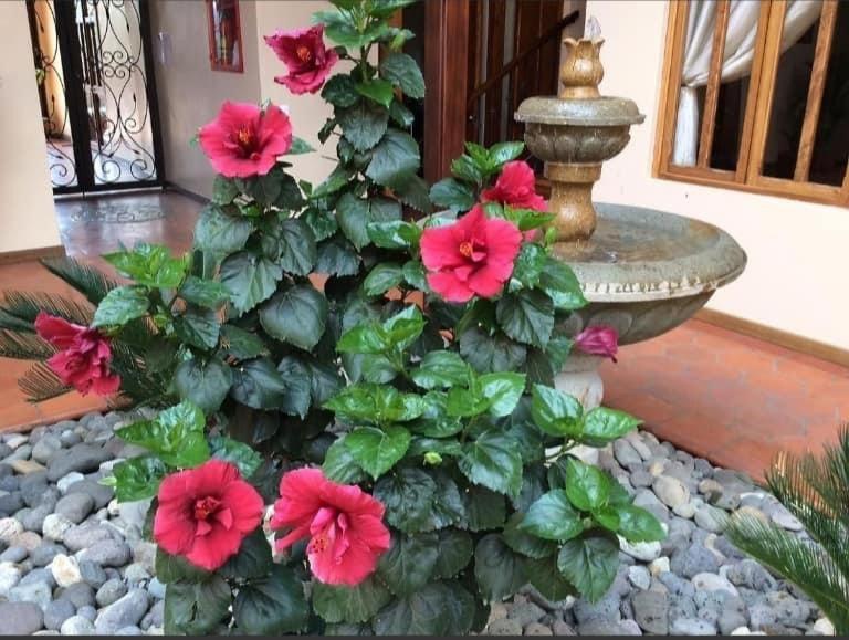 Casa Hibiscus Boutique Hotel 쿠엔카 외부 사진